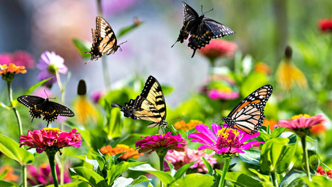 Lot Of Butterflies