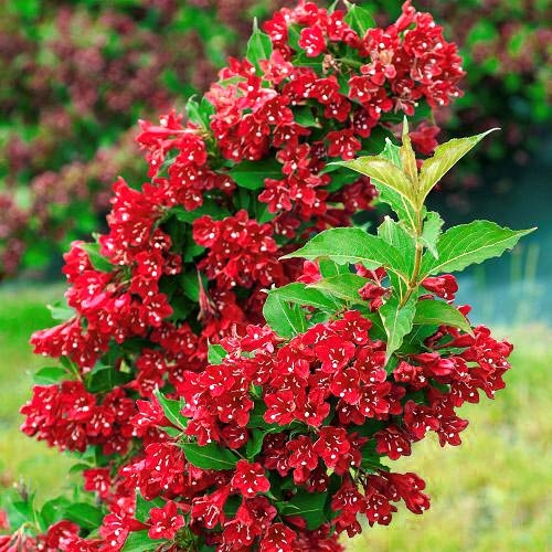 Red Prince Weigela-Weigela florida 'Red Prince' Flowering Deciduous Shrub  Zone 4
