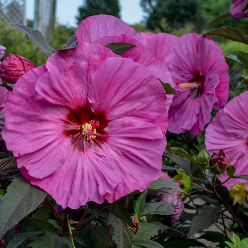 Summerific® 'Berry Awesome' - Rose Mallow - Hibiscus hybrid