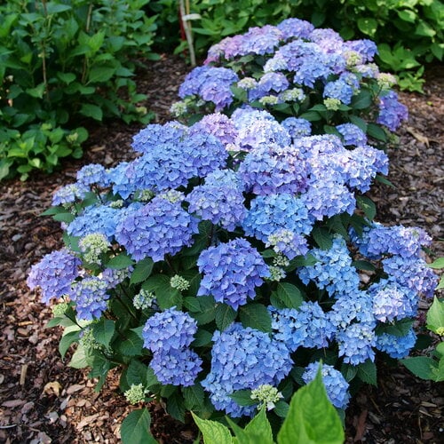 Let's Dance Lovable® - Bigleaf Hydrangea - Hydrangea macrophylla