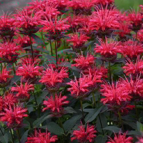 Upscale™ 'Red Velvet' - Bee Balm - Monarda hybrid | Proven Winners