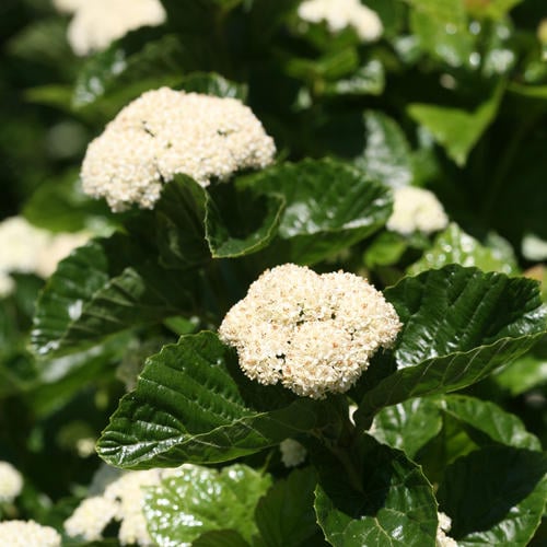 All That Glitters® - Arrowwood Viburnum - Viburnum dentatum var. deamii |  Proven Winners