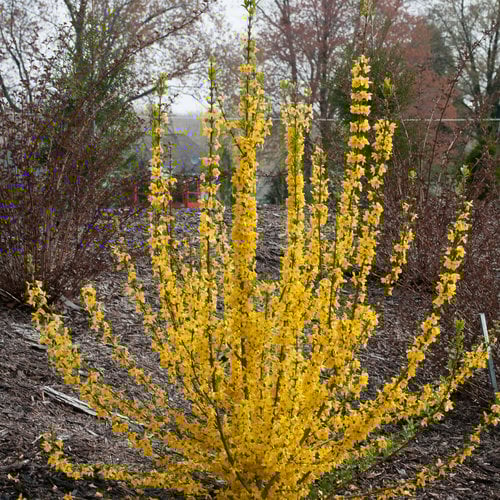 Show Off Starlet® - Forsythia x