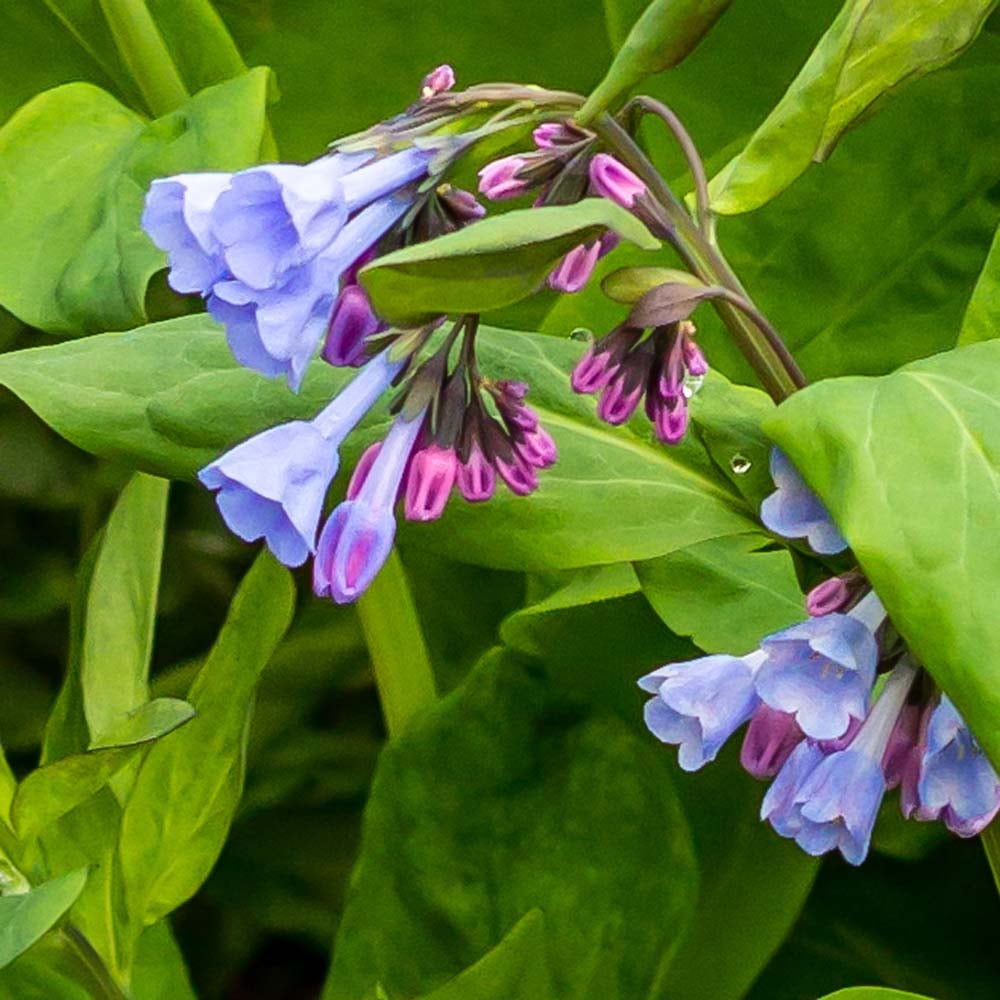 Mertensia virginica - Virginia Bluebell - Sugar Creek Gardens