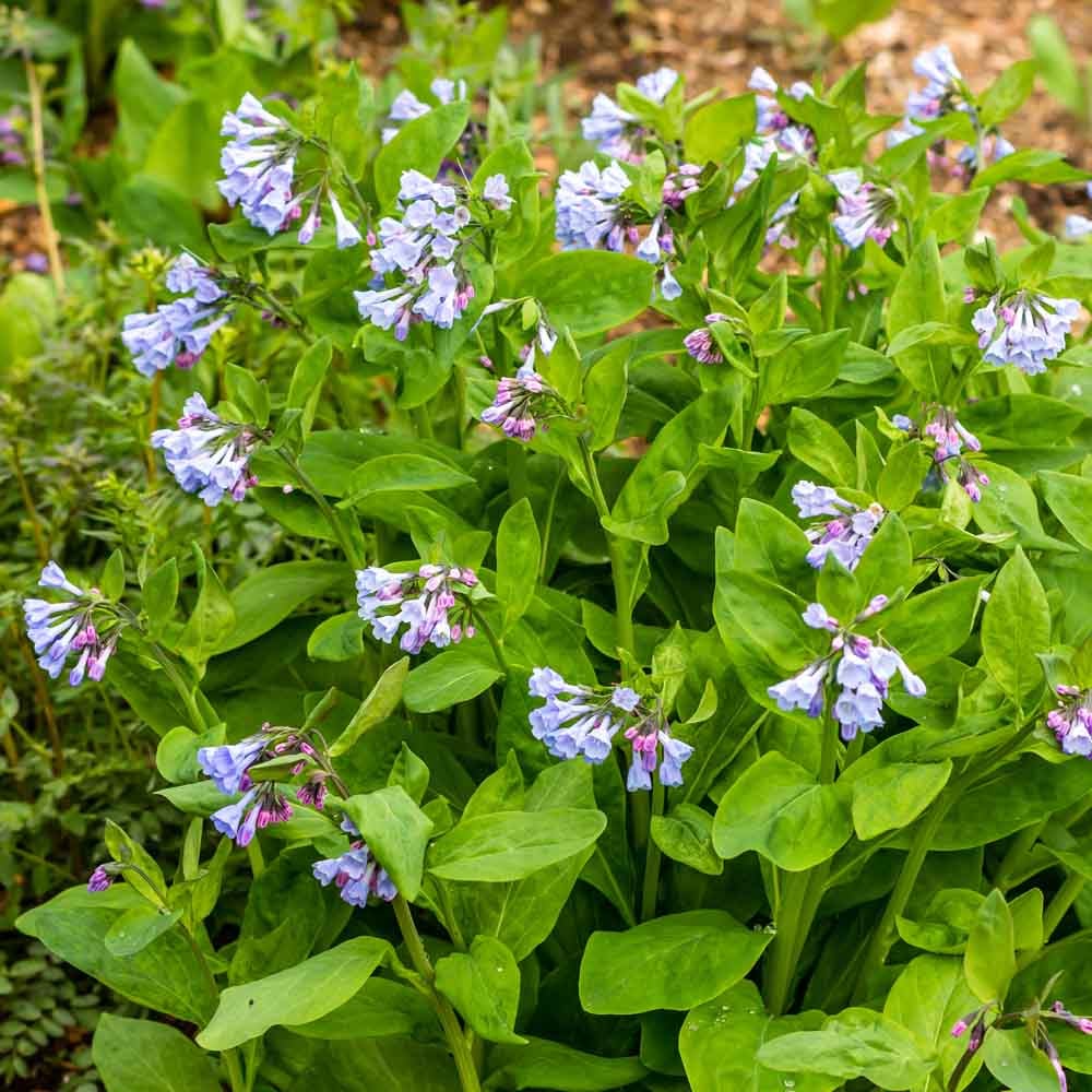 Mertensia virginica - Virginia Bluebell - Sugar Creek Gardens