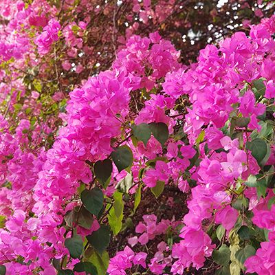 Bouganvillea