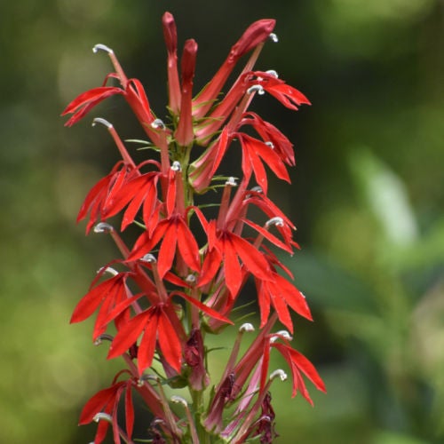 Cardinal Flower (Lobelia cardinalis) | Native Plants of Georgia | Cottage  Garden Natives