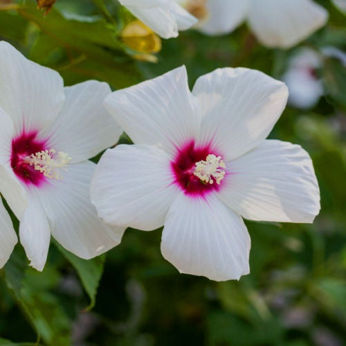 Swamp Hibiscus (Hibiscus moscheutos) | Native Plants of Georgia | Cottage  Garden Natives