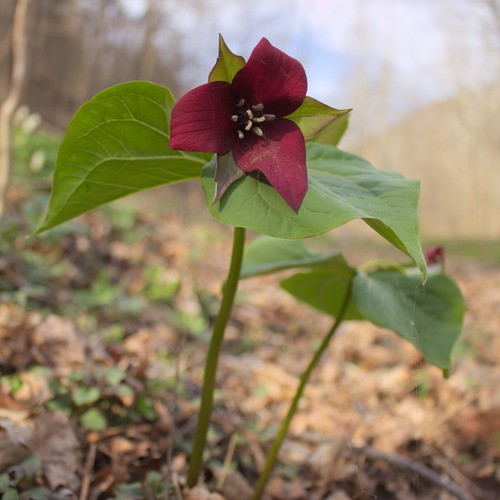 How to Grow and Care for Red trillium