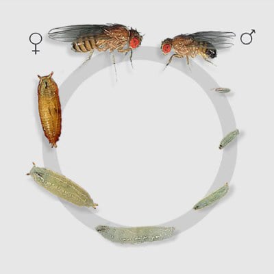 Breeding fruit flies at home | Keeping Insects