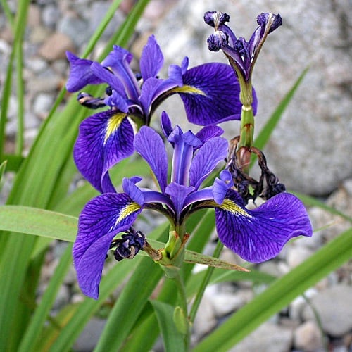 Blue Flag Iris – Iris versicolor | Root Buyer