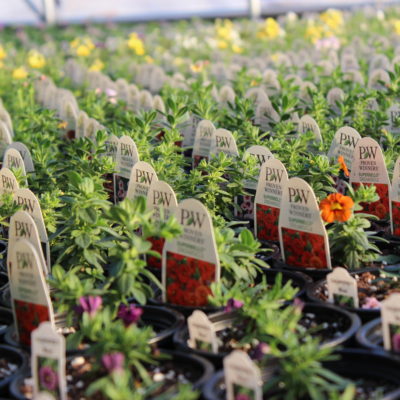 Plant Arrival Schedule - Homestead Garden Center - Williamsburg, Va's Favorite Flower & Garden Supply Center