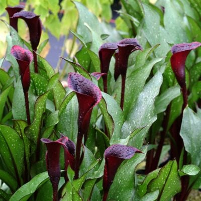 Zantedeschia 'Edge of Night' ('Black Star') | TERRA NOVA® Nurseries, Inc.