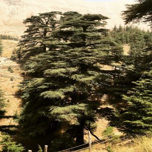 Cedar of Lebanon Tree - Trees of Joy