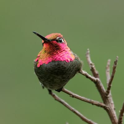 How to Help Hummingbirds | WildCare