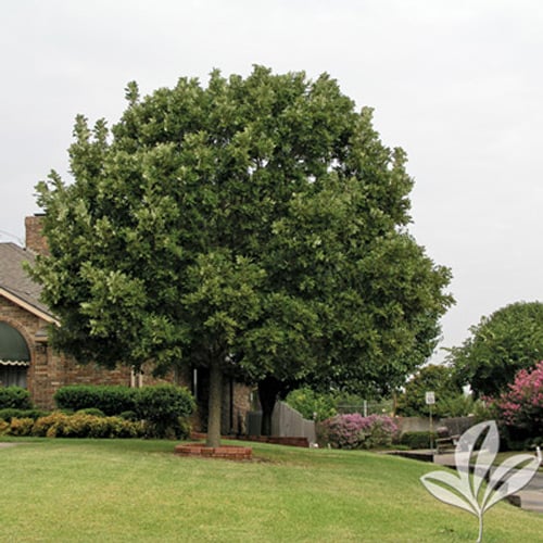 Bur Oak