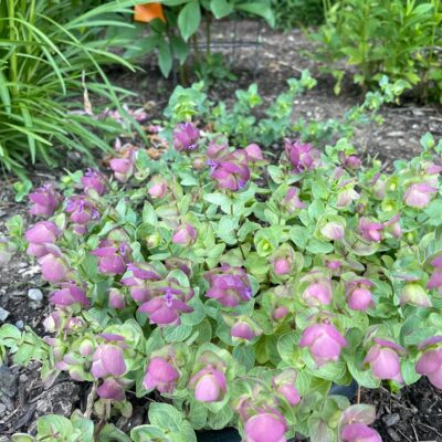 Asarum europaeum - European Wild Ginger (4.5" Pot) | Little Prince To Go