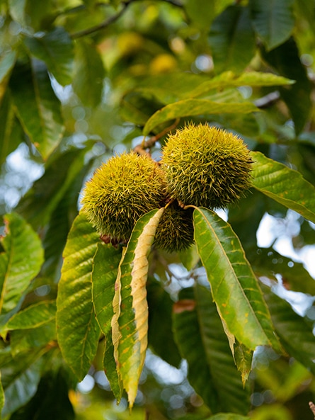 Dunstan Chestnut