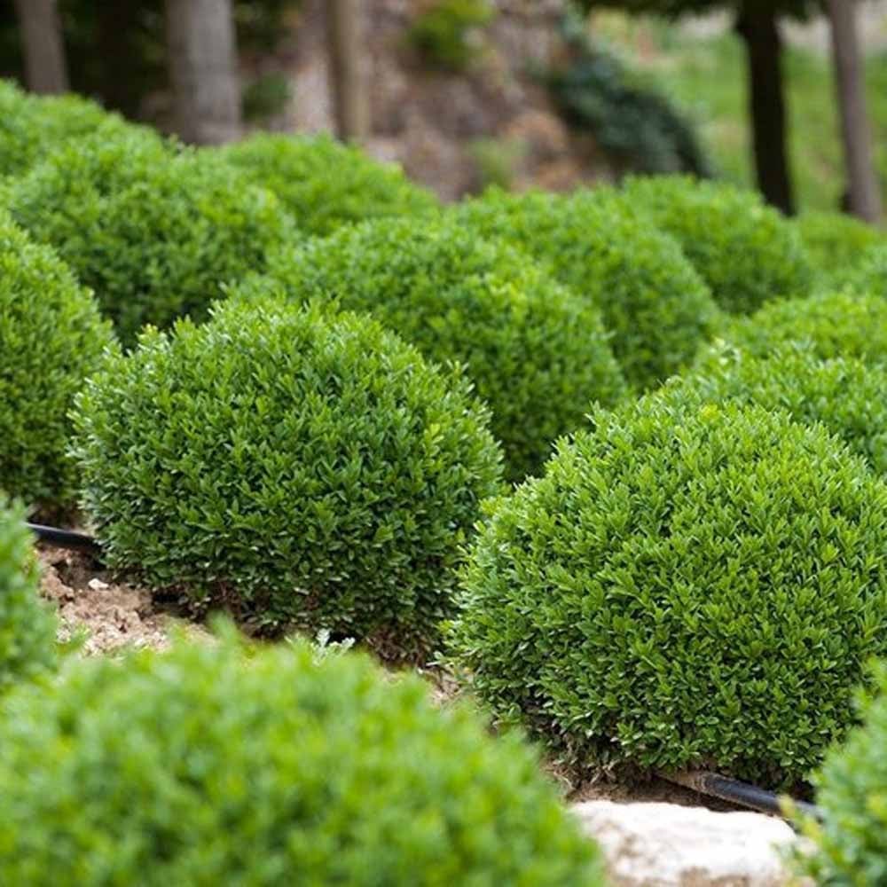 Buxus Green Velvet Boxwood - Sugar Creek Gardens