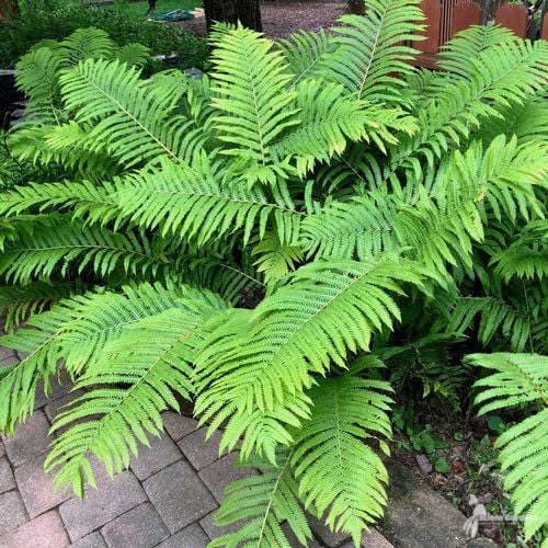 Matteuccia struthiopteris #2 (Ostrich Fern)