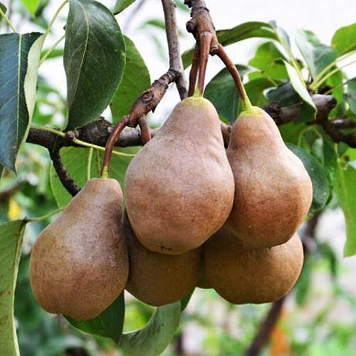 11 of the Best Fruiting Pear Varieties | Gardener's Path