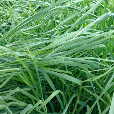 Devour Orchard grass