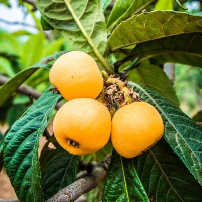 What Types of Fruit Trees Should Should You Plant at Your California Home?