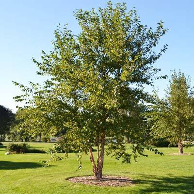 River Birch – Trees Forever