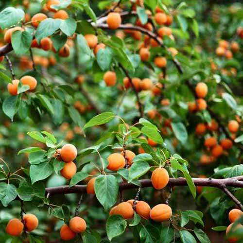 How to Grow and Care for Apricot Trees | Gardener's Path