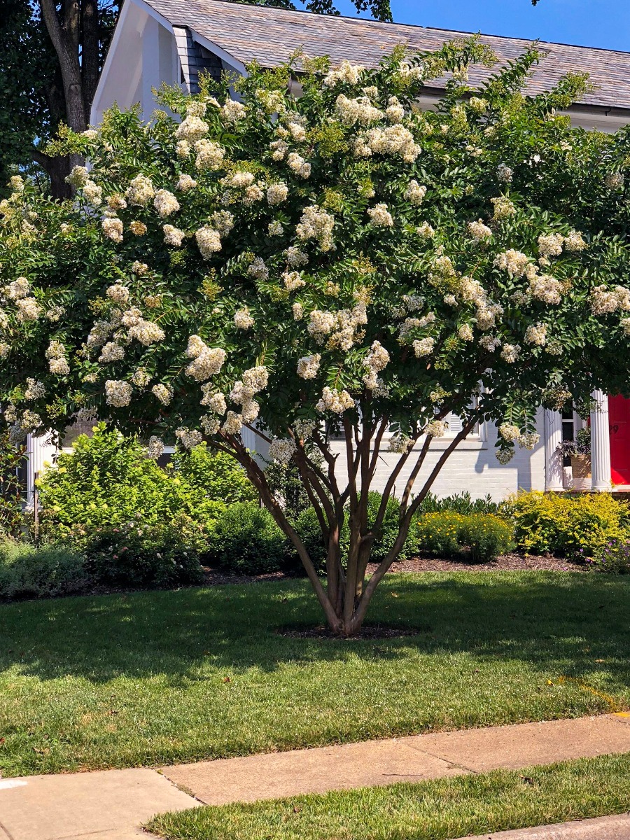 Crape Myrtle Natchez
