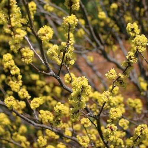 Northern Spicebush | Lindera benzoin | Spice Bush | Wild Allspice