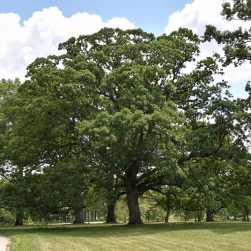 White Oak - Buchanan's Native Plants