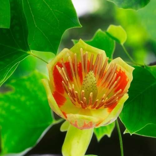Tulip Tree for Sale - Mehrabyan Nursery