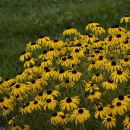 Durabella™ 2 Plant Combination Archives - Danziger