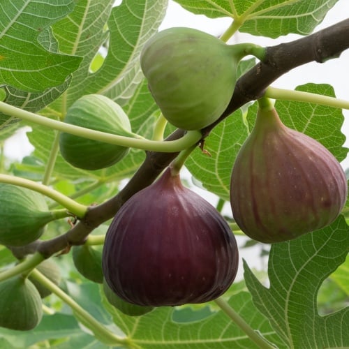Fig