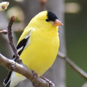 Native Birds of the East Bay - Native Here Nursery