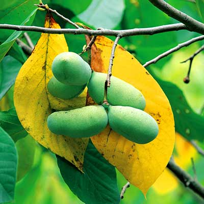 Pawpaw | Restoring Eden