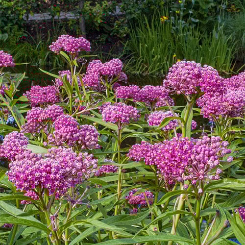 Milkweed, Swamp - Justin Seed