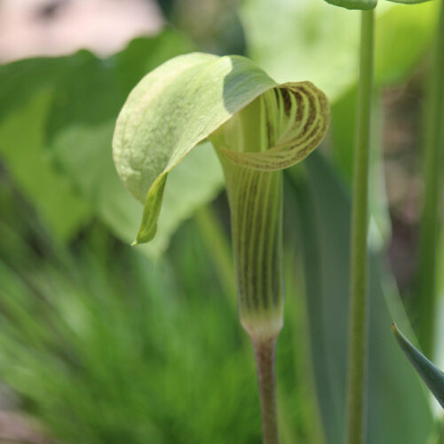 Jack-in-the-Pulpit - Groundwork Illinois