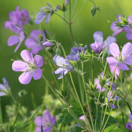 Wild Geranium - Groundwork Illinois