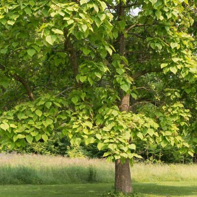 Arthur's Point Farm | Trees, Shrubs & Wildflowers