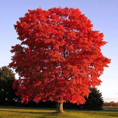 How to Grow and Care for Red Maple Trees | Gardener's Path