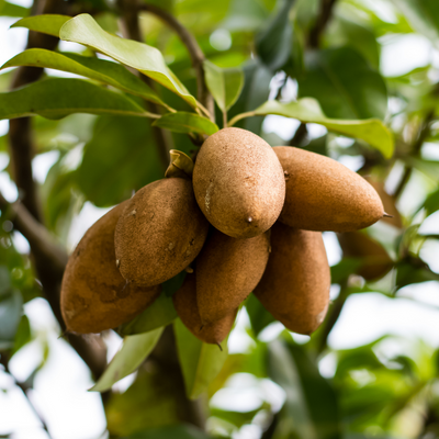 Alano Sapodilla Tree - Available at Bob Wells Nursery
