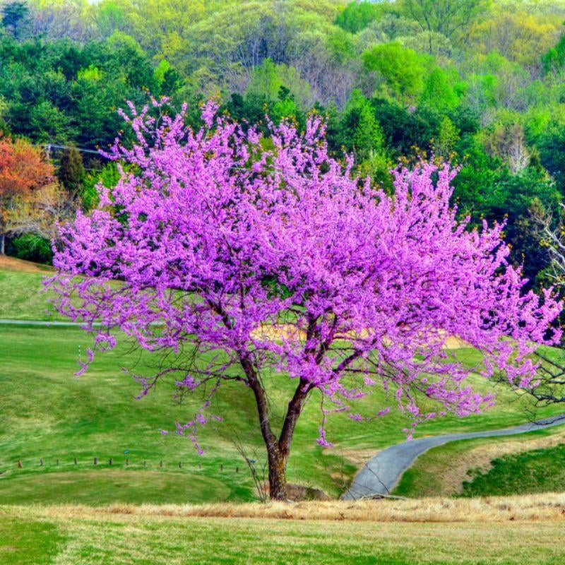 Minnesota Redbud - Super & Son Nursery