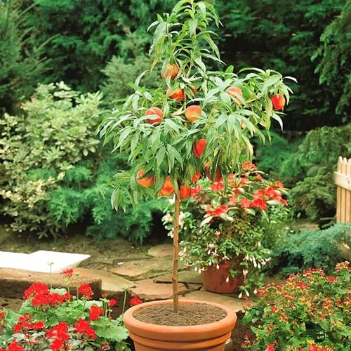 How to Grow Peach Trees in Containers | Gardener's Path