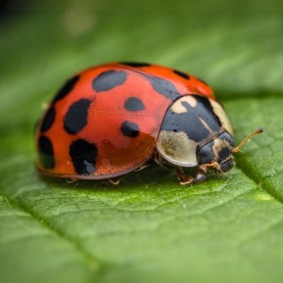 Ladybugs | Gestion Parasitaire du Québec