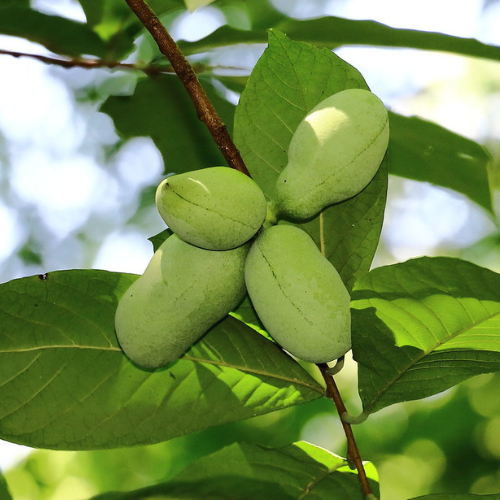 Pawpaw Tree: Nature's Bounty and Medicinal Marvel - Red Pond Farm