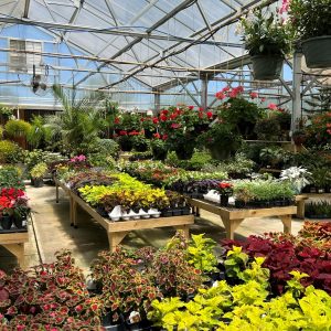 Grass Roots Garden Center | Greenhouse Nursery | Aiken Augusta