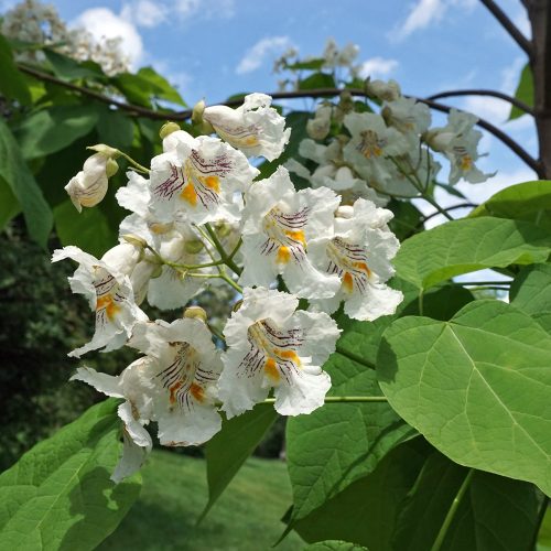 Catalpa speciosa - Urban Jungle Plant Nursery