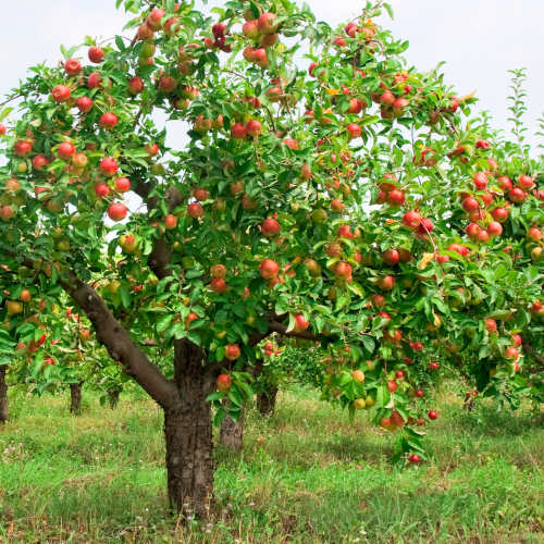 Albuquerque Landscaping with Fruit Trees – Part Two